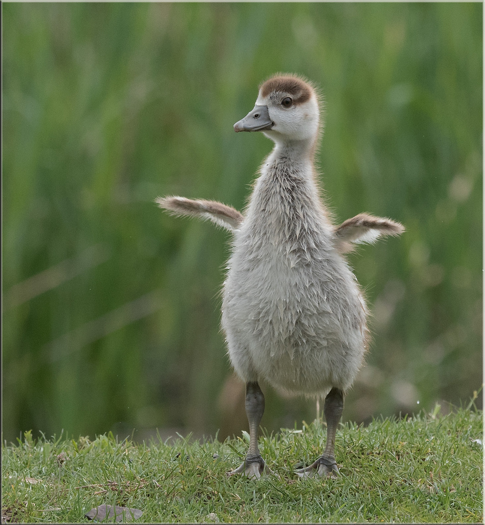 Nilgans-Küken