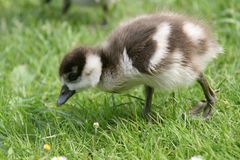 Nilgans Küken