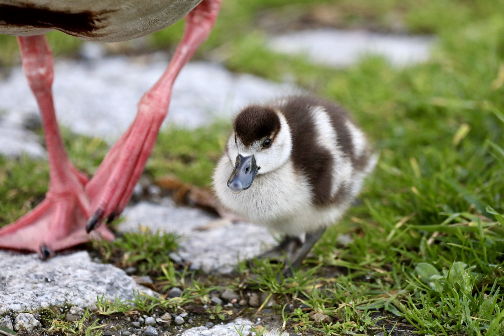 Nilgans Küken