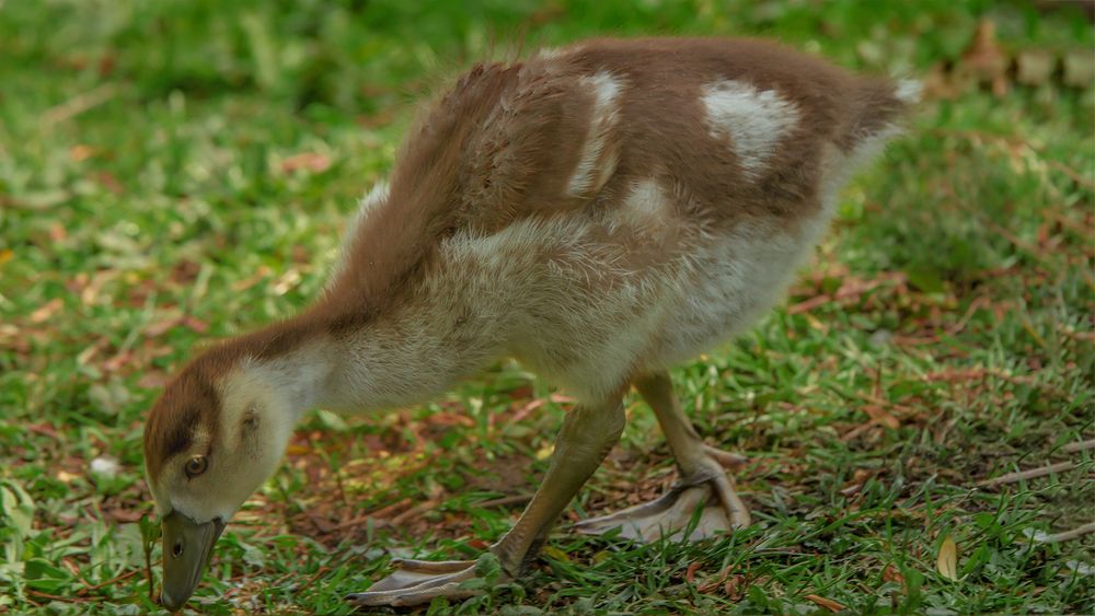 Nilgans Küken