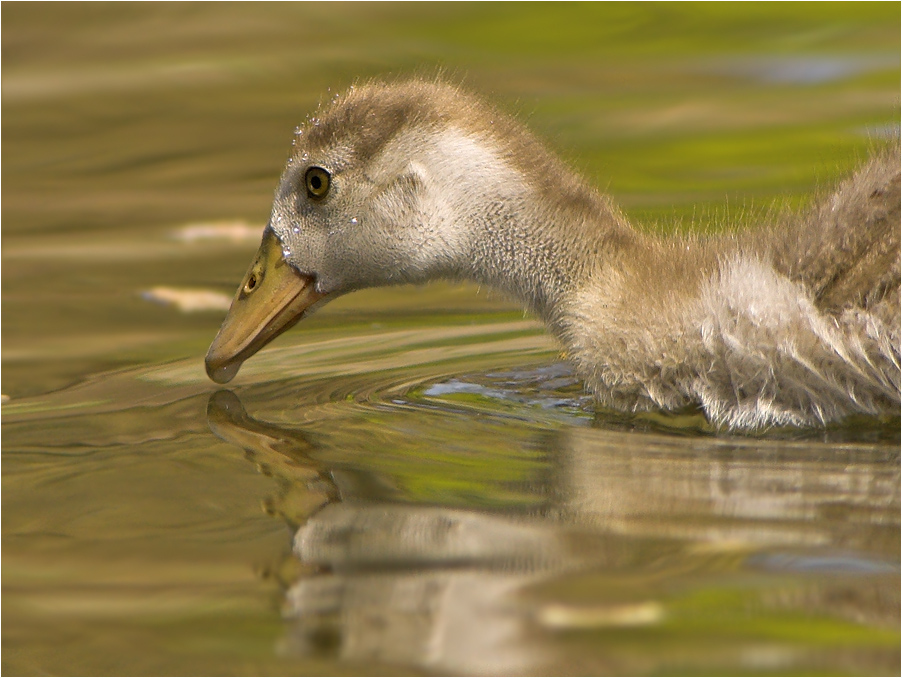 Nilgans Küken