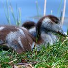 Nilgans Küken