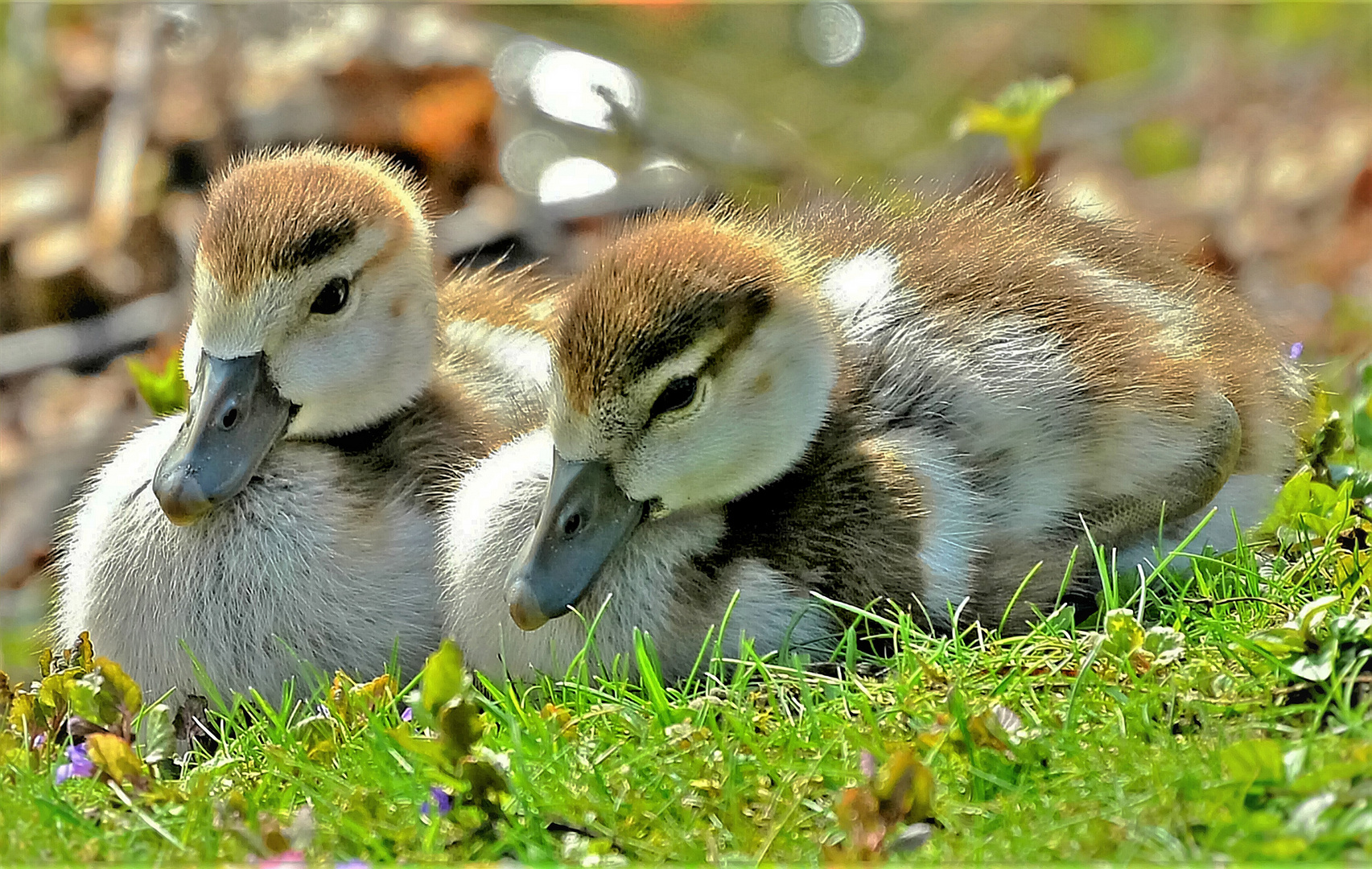 Nilgans Küken