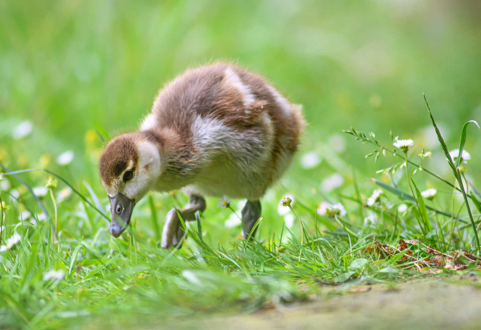 Nilgans Küken