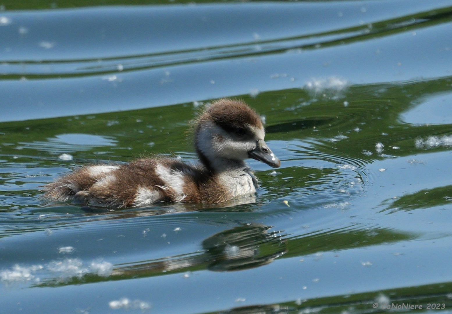 Nilgans Küken