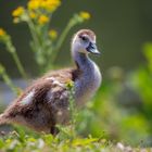 Nilgans Küken 