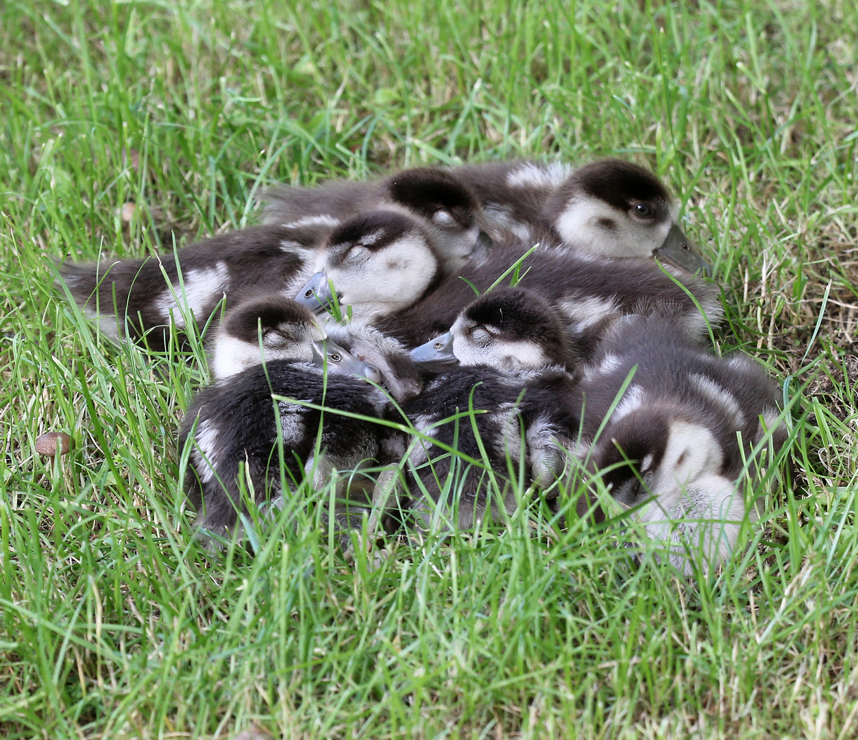 Nilgans - Küken  -Alopochen aegyptiacus- -2-