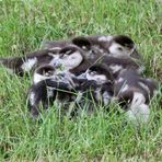 Nilgans - Küken  -Alopochen aegyptiacus- -2-