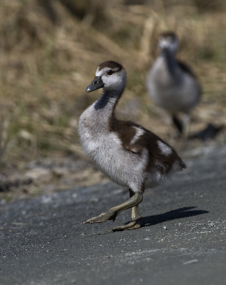 Nilgans Küken