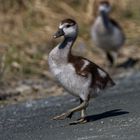 Nilgans Küken