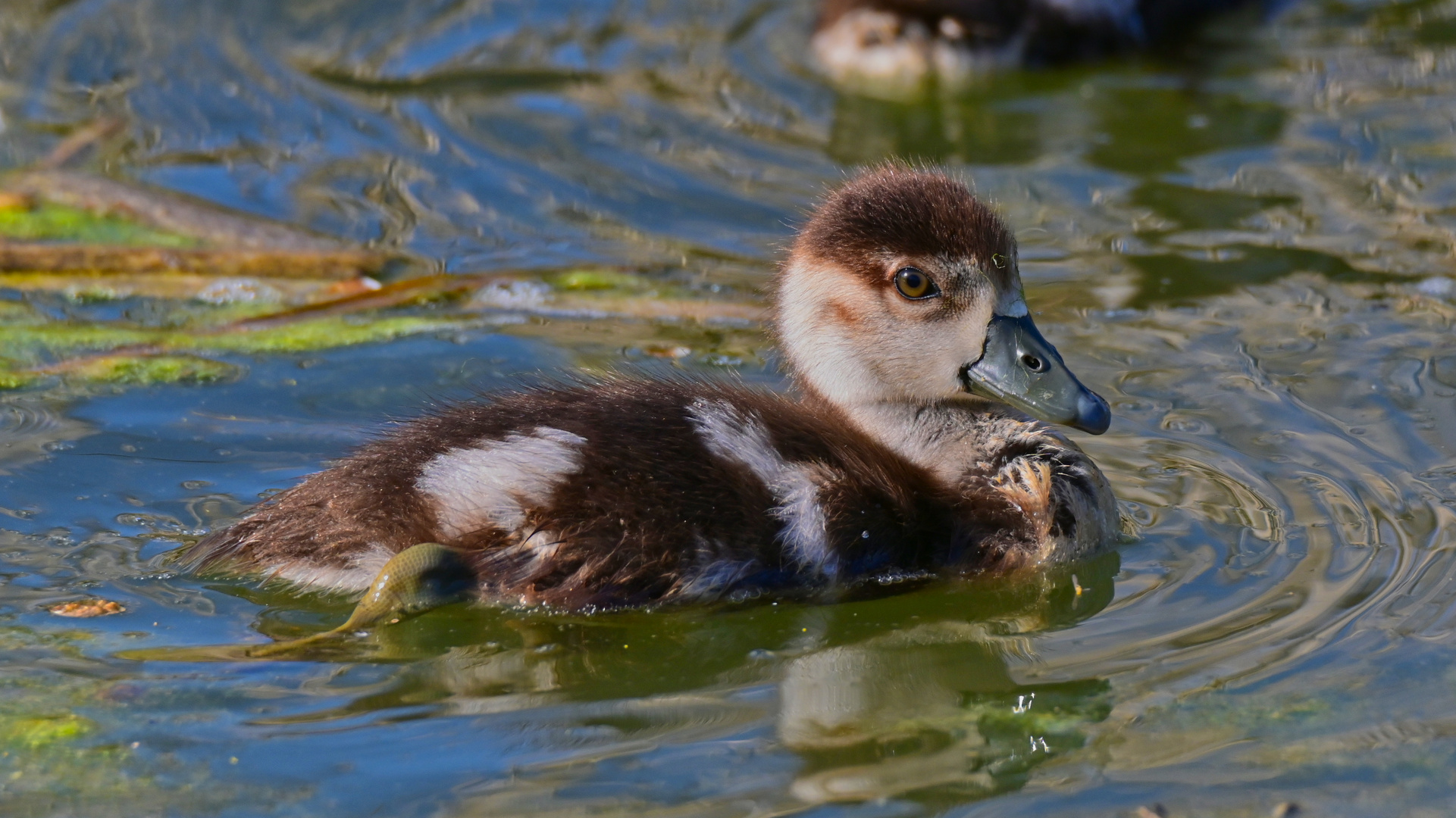 Nilgans Küken 