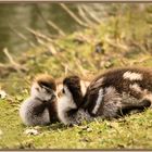 Nilgans-Küken beim Mittagsschläfchen