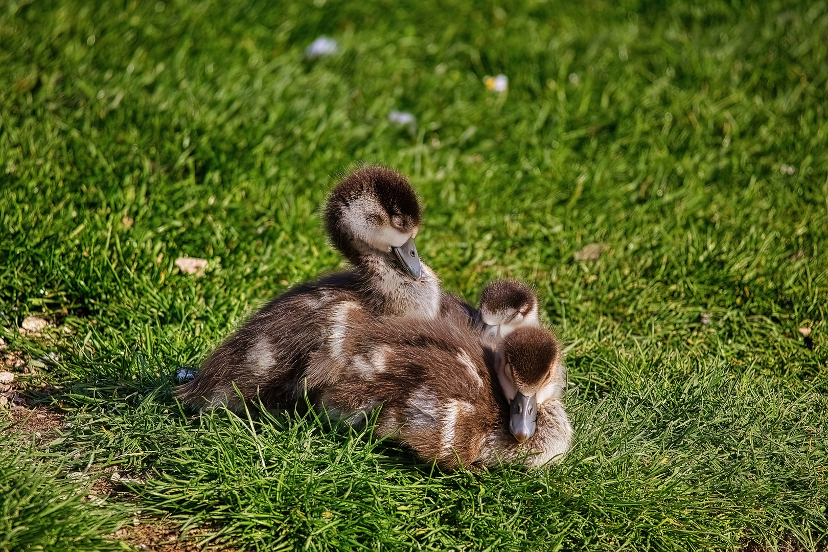 Nilgans-Küken Gruppenkuscheln 