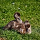 Nilgans-Küken Gruppenkuscheln 