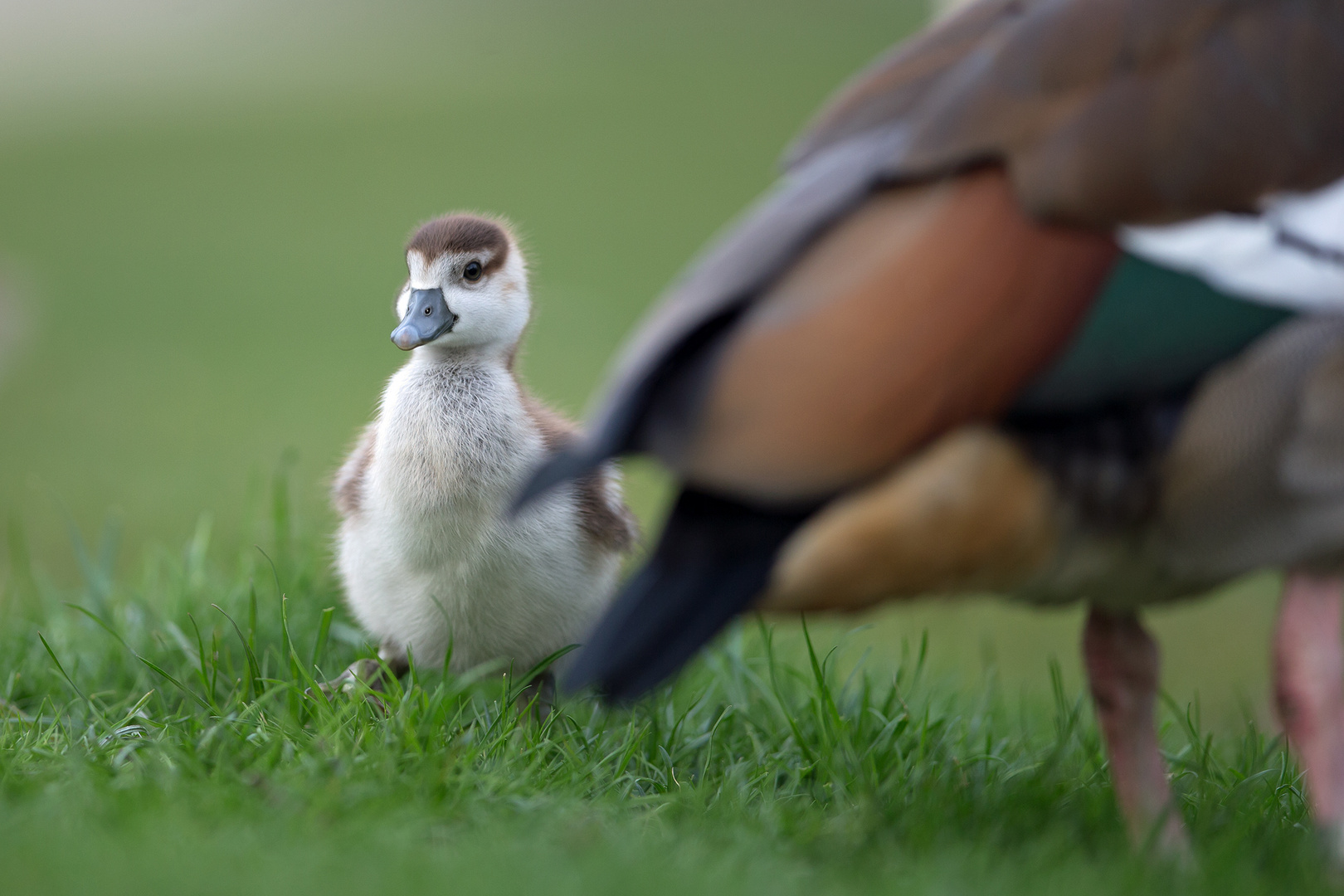 Nilgans-Küken - inzwischen 10 Tage alt