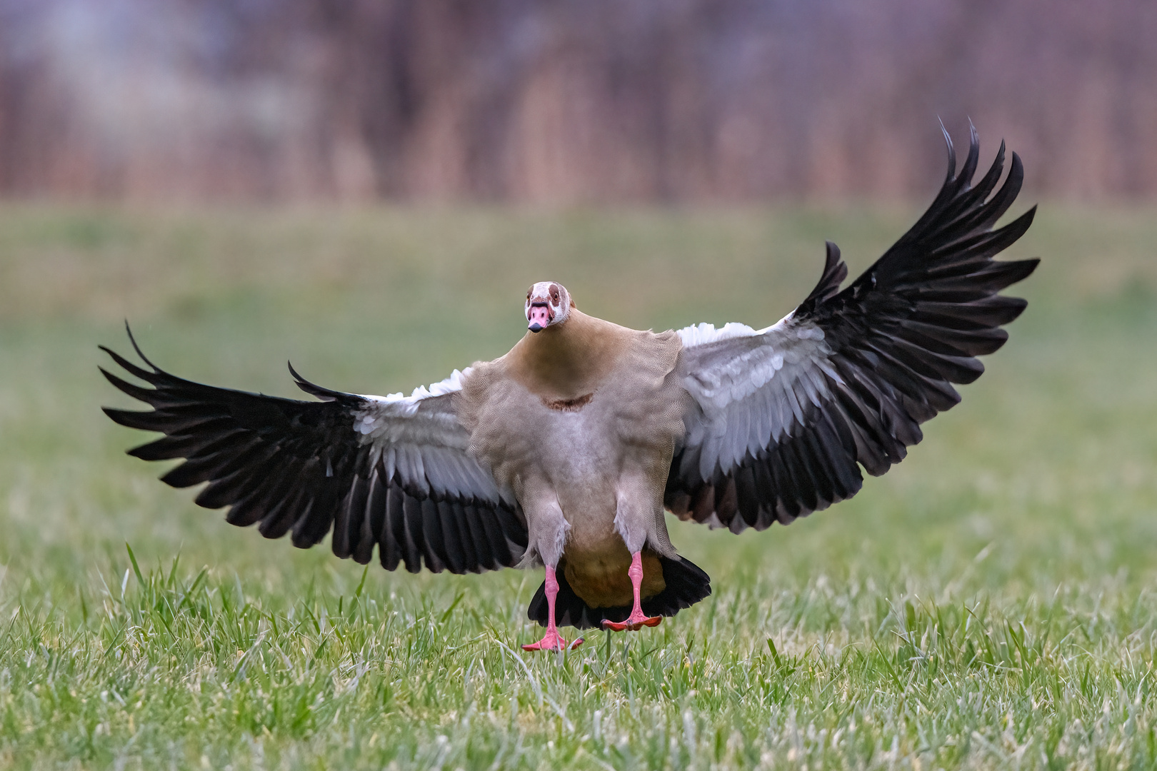 Nilgans kurz vor der Landung