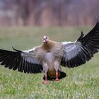 Nilgans kurz vor der Landung