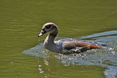 Nilgans: Lotuseffekt