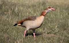 nilgans m.