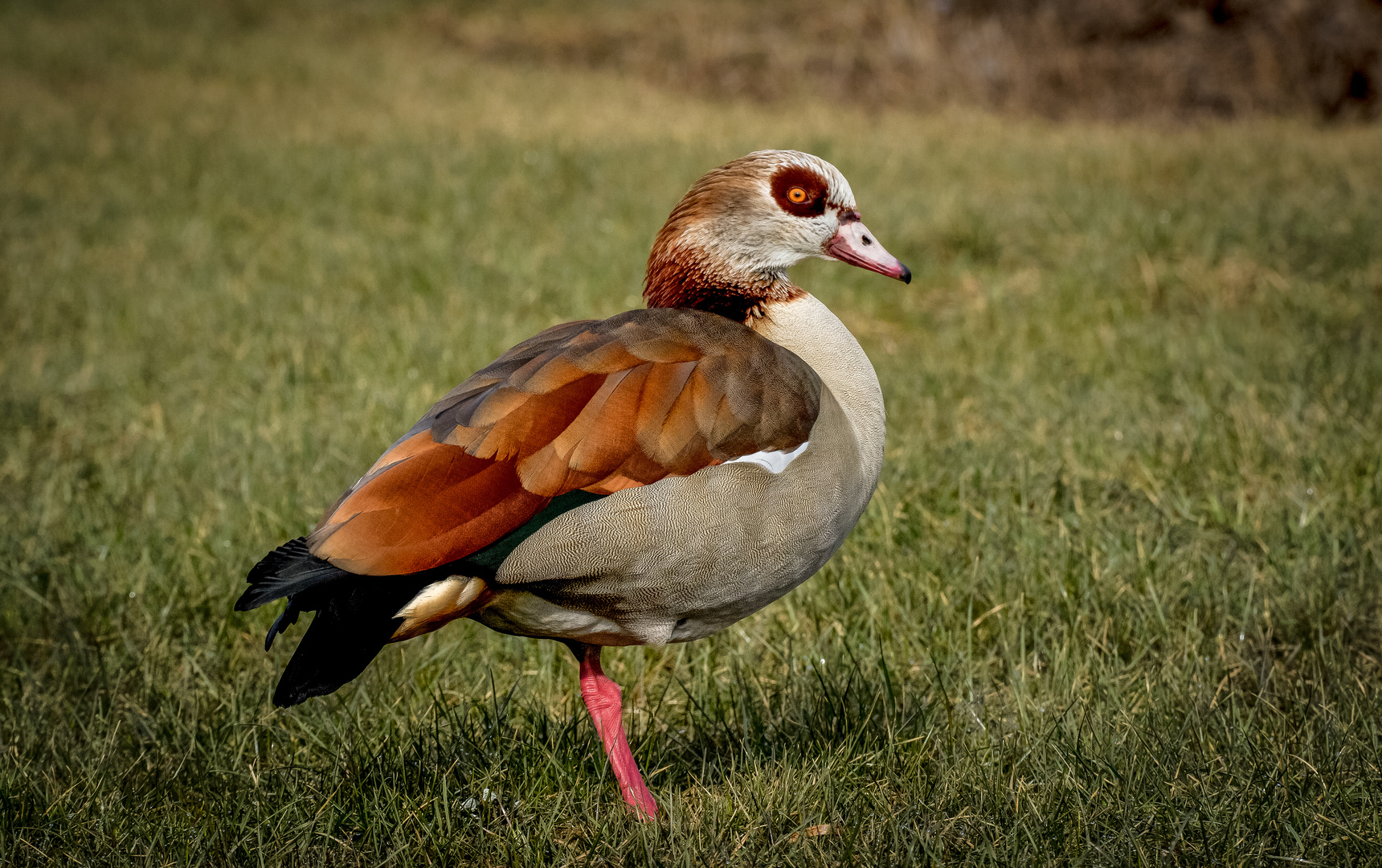 nilgans m.