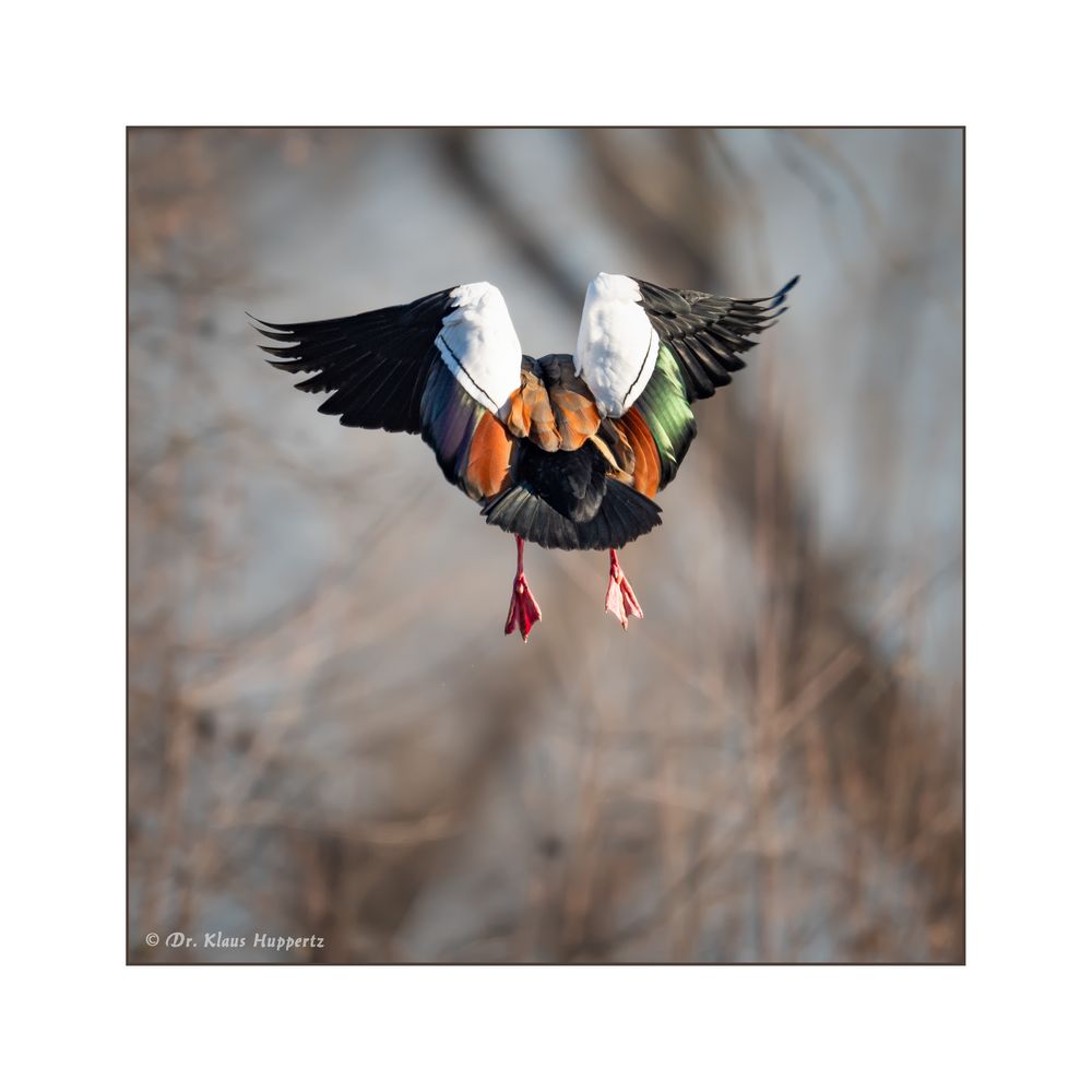 Nilgans macht den Abflug