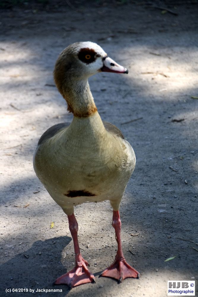 Nilgans Männchen