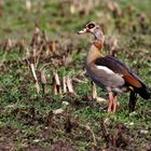 Nilgans Männchen