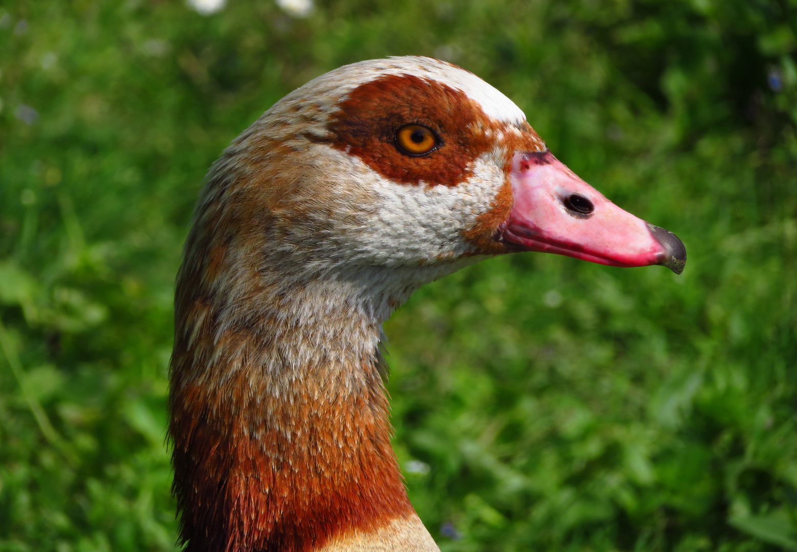 Nilgans, männl., Porträt