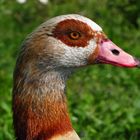 Nilgans, männl., Porträt