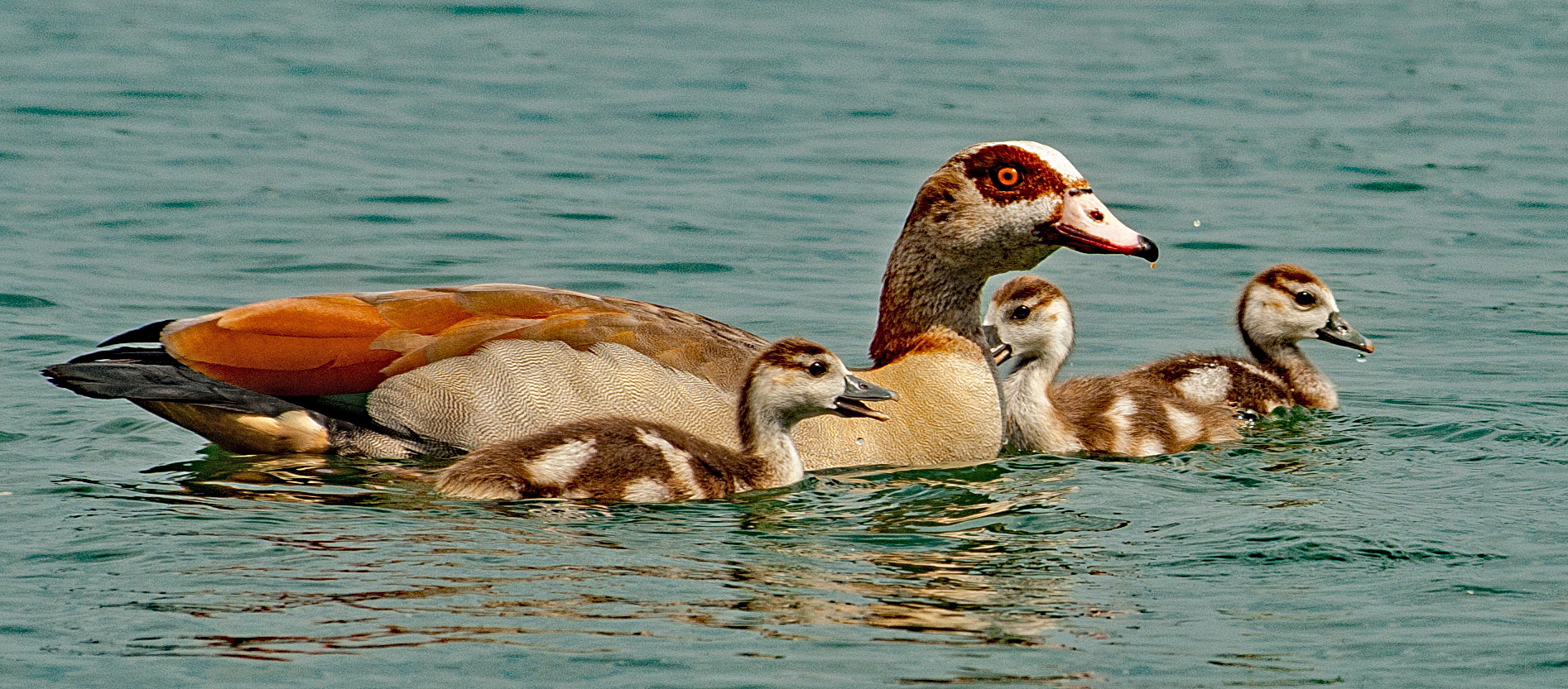 Nilgans Mama mit Nachwuchs 