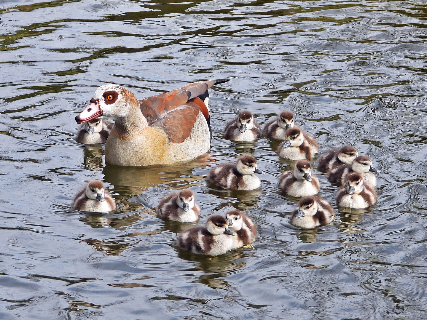 Nilgans mit 14 (vierzehn) Küken