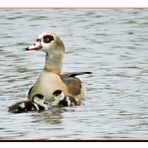 Nilgans mit 2 ihrer 7 Gössel.