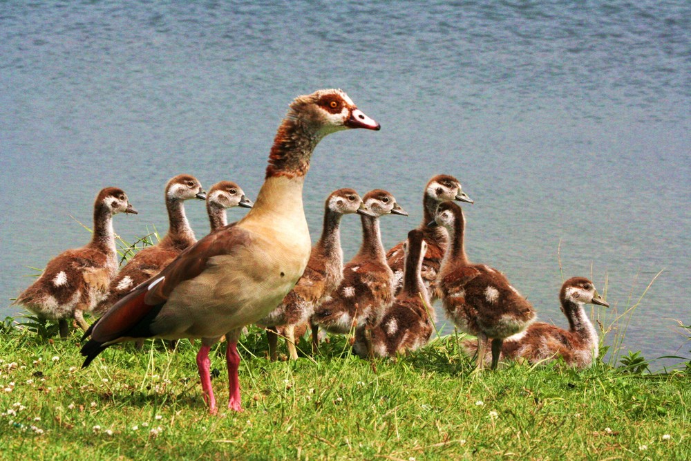 Nilgans mit Anhang