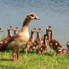 Nilgans mit Anhang