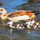 Nilgans mit Anhang