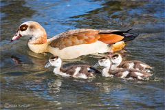 Nilgans mit Anhang