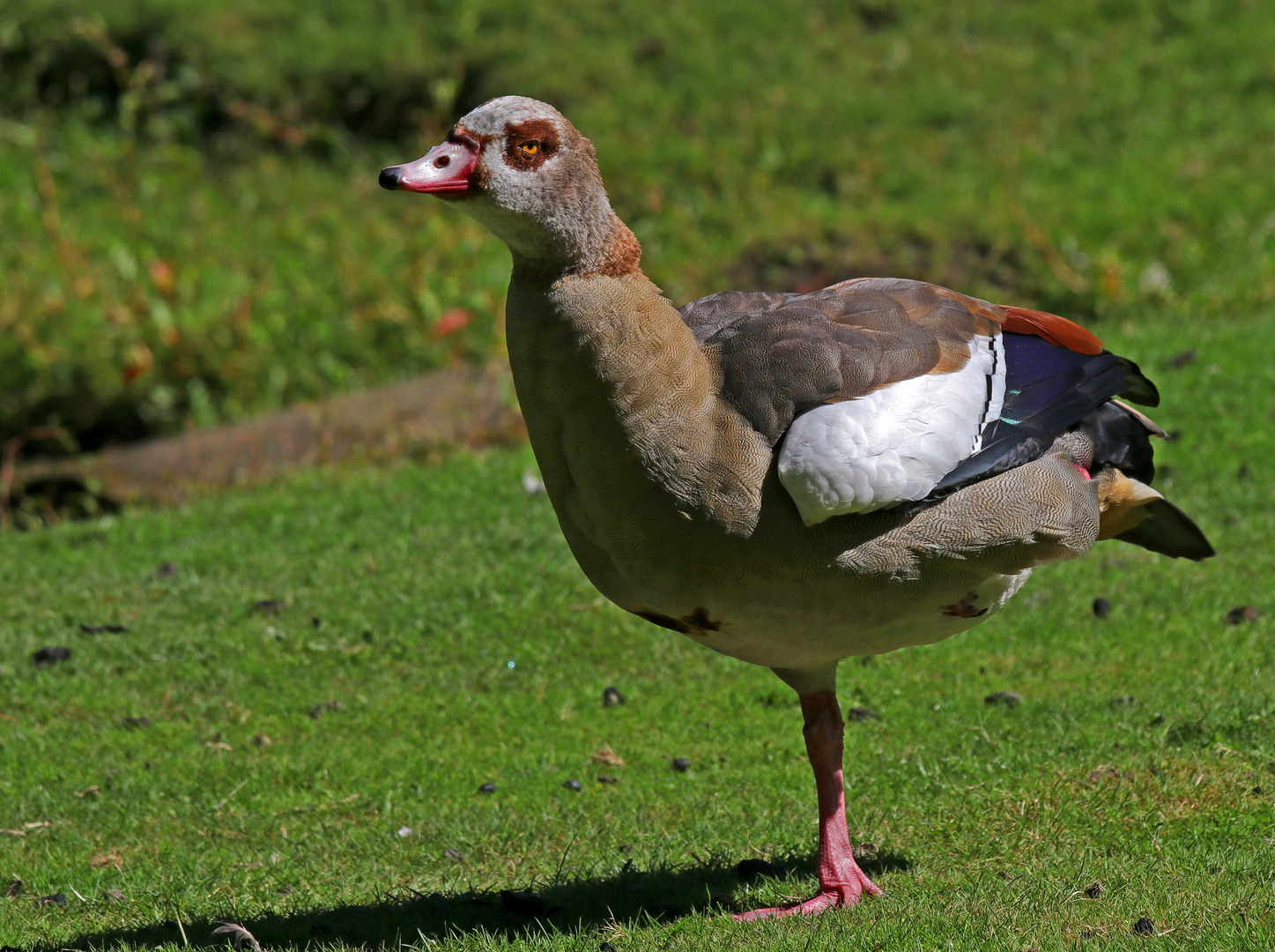 Nilgans mit bösem Blick