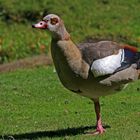 Nilgans mit bösem Blick