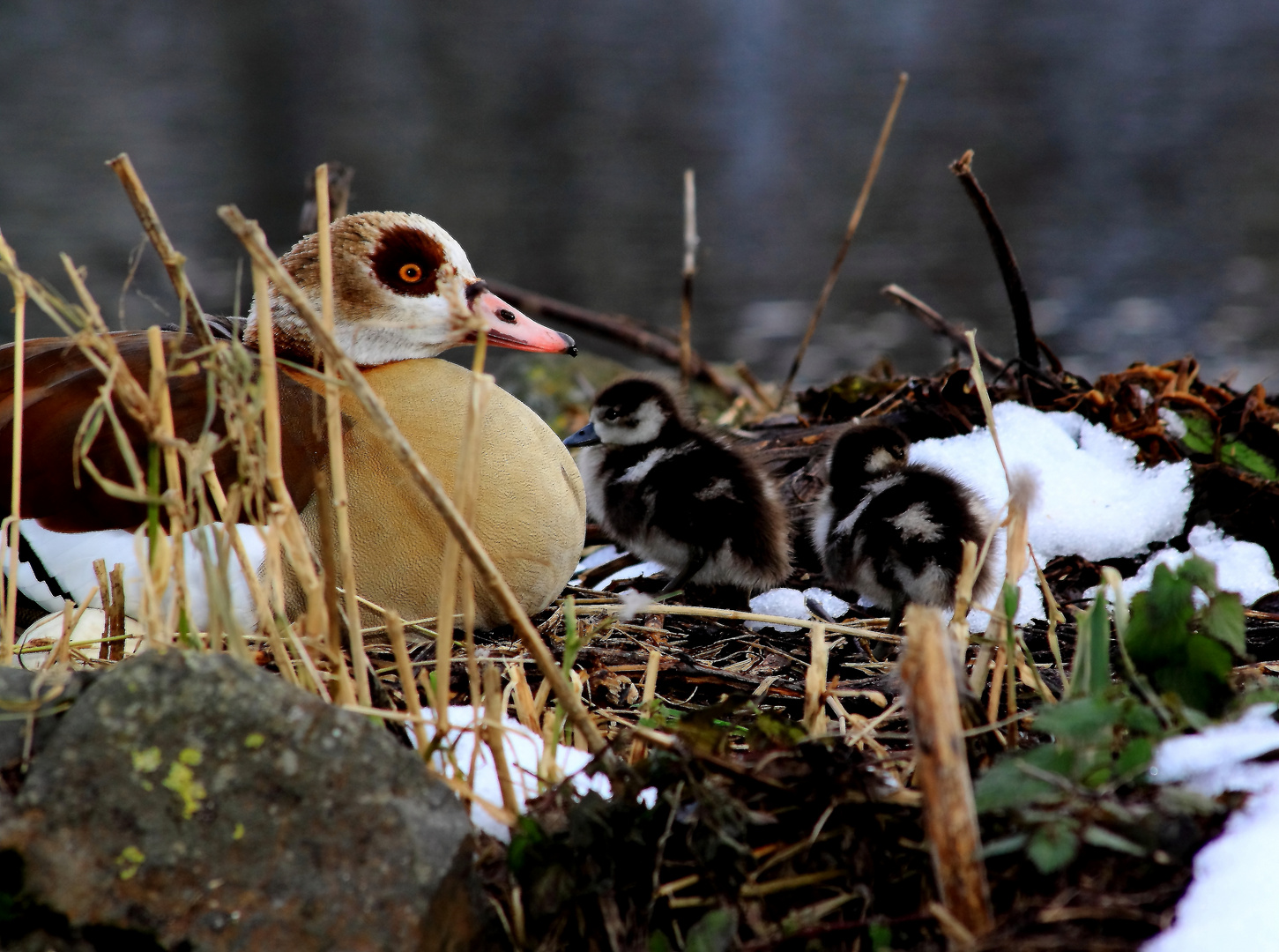 Nilgans mit dem Nachwuchs