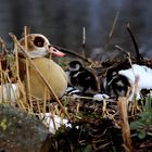 Nilgans mit dem Nachwuchs