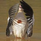 Nilgans mit Durchblick