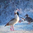 Nilgans mit Enten