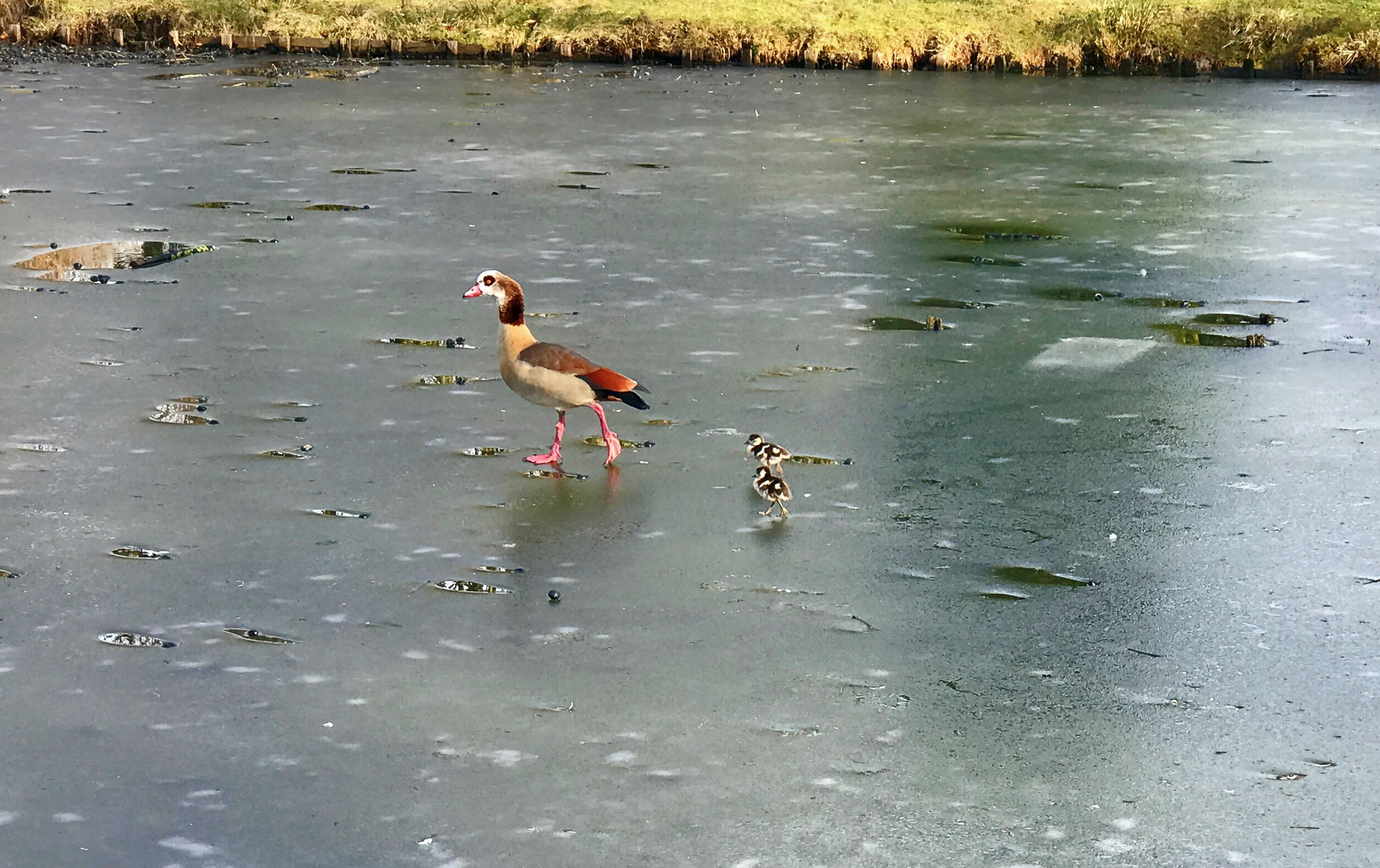 Nilgans mit Gefolge