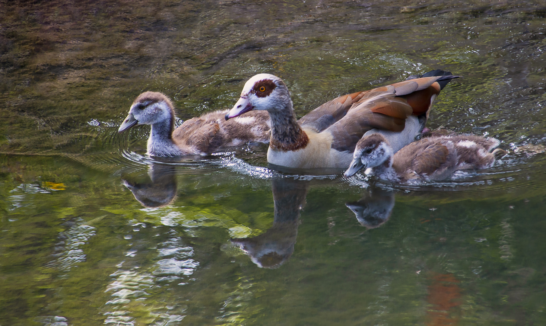 Nilgans mit Gössel 