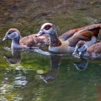 Nilgans mit Gössel 