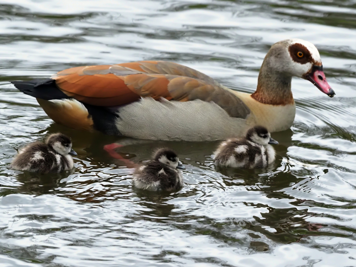 Nilgans mit Gössel (Küken)