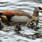 Nilgans mit Gössel (Küken)