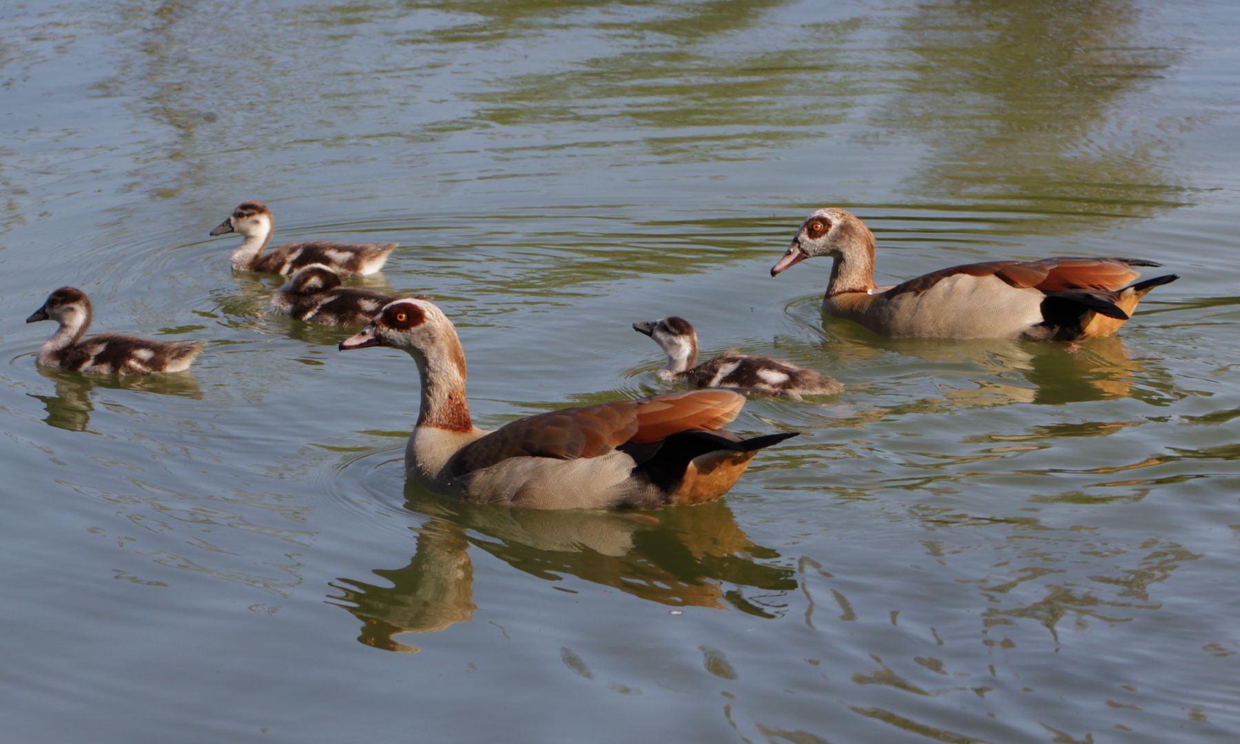 Nilgans mit Gösseln