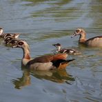 Nilgans mit Gösseln