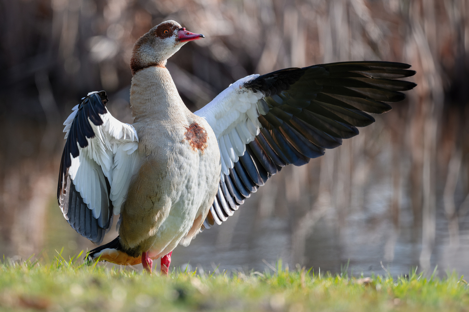 Nilgans mit großer Geste ...